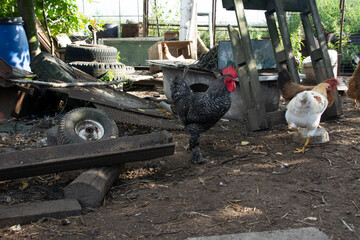 Motley-Colored Country Rooster of the Dominant breed in the backyard surrounded by chickens