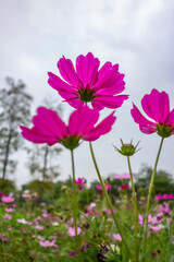 Blooming Gesang flower © zhonghui