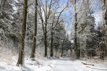Zauberhafte Landschaft im Wald mit Schnee