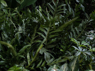 Green leaves pattern background abstract green leaves texture nature background natural plant decoration design