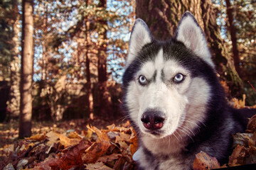 Ssiberian Husky dog lying in the yellow and red leaves. Husky Dog on the background of nature, sunny day.