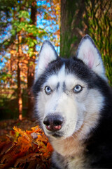 Ssiberian Husky dog lying in the yellow and red leaves. Husky Dog on the background of nature, sunny day.