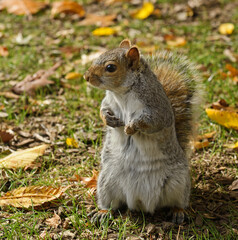 Eastern gray squirrel in Central Park in Indian summer, New York City