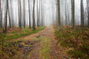 leśna ścieżka we mgle - obrazy, fototapety, plakaty