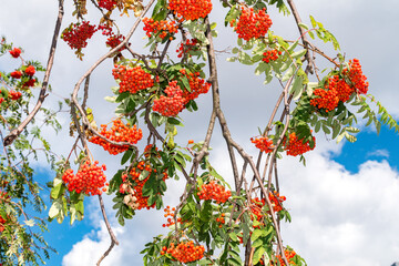 Branches with red berries of Sorbus aucuparia.