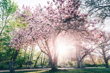 Kirschbl&uuml;te im Fr&uuml;hling