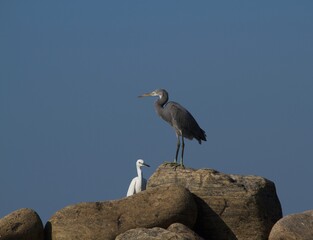 Grey heron and white crane by the sea