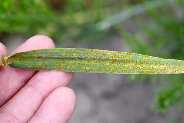 Stem rust, also known as cereal rust, black rust, red rust or red dust, is caused by the fungus...