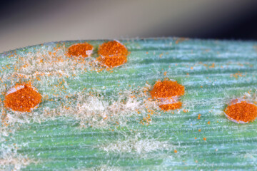 The stem, black, and cereal rusts are caused by the fungus Puccinia graminis and  barley powdery mildew or corn mildew caused by Blumeria graminis are a significant disease affecting cereal crops.
