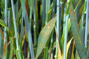 Stem rust, also known as cereal rust, black rust, red rust or red dust, is caused by the fungus...