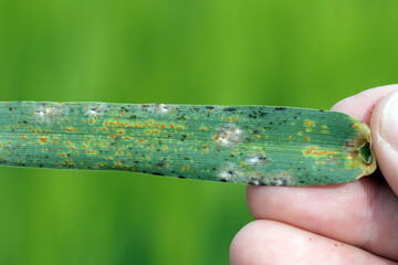 The stem, black, and cereal rusts are caused by the fungus Puccinia graminis and  barley powdery mildew or corn mildew caused by Blumeria graminis are a significant disease affecting cereal crops.