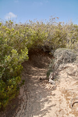 Sand road through the vegetation
