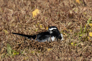芝生に寝そべるセグロセキレイ