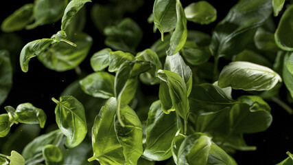 Freeze Motion Shot of Rotating Fresh Basil leaves. Top shot.