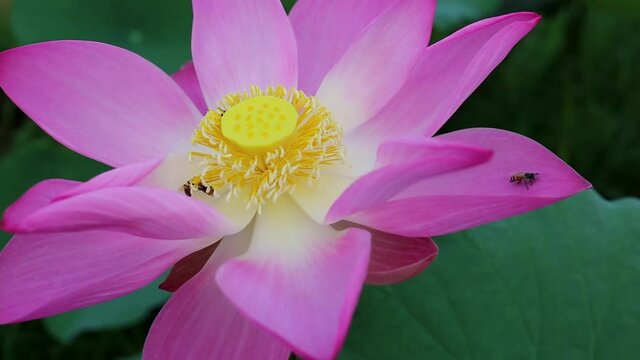 Beautiful pink pollen lotus flower insect bee flies with pollen in the lake, pure pink lotus flower green leaf.