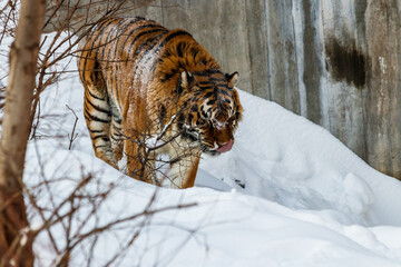 beautiful panthera tigris on a snowy road