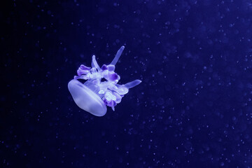 Obraz na płótnie Canvas macro of a beautiful jellyfish rhizostoma luteum