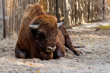 beautiful bison lies on the sand