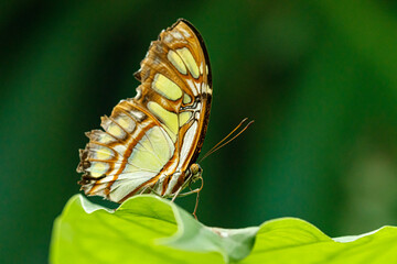 Fototapeta na wymiar macro beautiful butterfly Siproeta stelenes