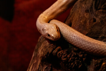 snake leucistic texas rat