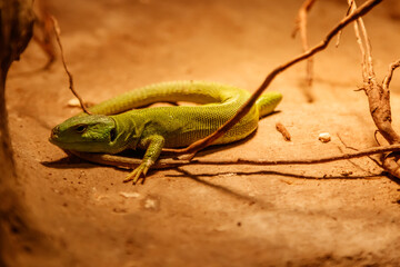 Beautiful Balkan Green Lizard - Lacerta trilineata