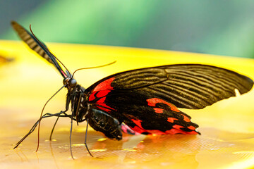 Fototapeta na wymiar macro beautiful butterfly Papilio rumanzovia