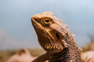 Beautiful Lizard Bearded Agama, Pogona vitticeps