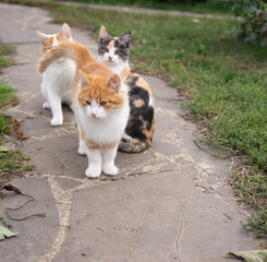 Street motley village kittens carefree play on the grass
