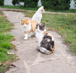 Street motley village kittens carefree play on the grass