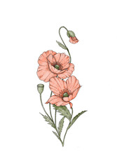 Poppy flowers graphic illustration botanic bouquet tattoo