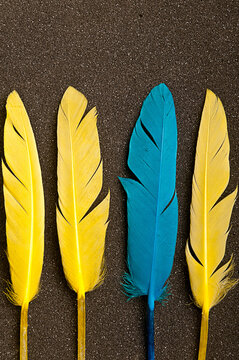 Three Yellow Feathers And One Blue, Contrarian Concept