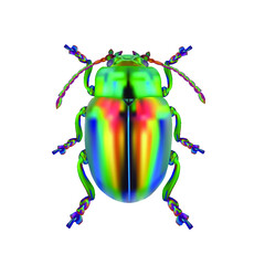 Beautiful Jewel Beetle