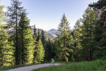 Scenic forest path in the Italian Alps on a sunny morning