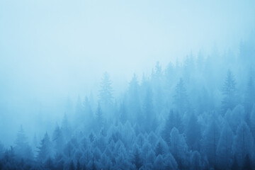 autumn fog landscape forest mountains, trees view mist