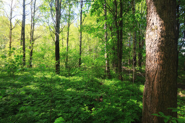 Obraz premium sunny summer day in green park, beautiful landscape trees background