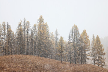 autumn fog landscape forest mountains, trees view mist