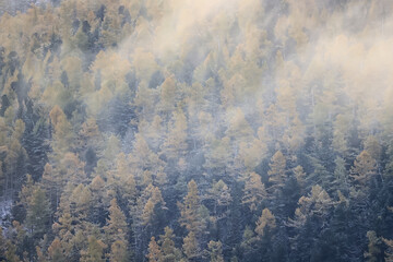 autumn fog landscape forest mountains, trees view mist