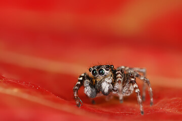 spider jumper macro, arachnophobia, beautiful jumping spider, poisonous spider