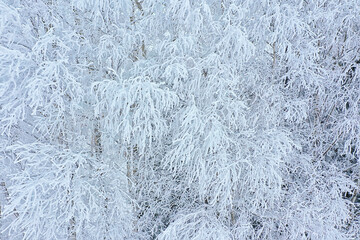 trees frost drone, abstract view background december landscape outdoor trees snow