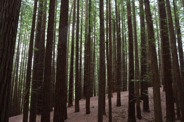 beautiful redwood forest giant trees huge fat tall wood