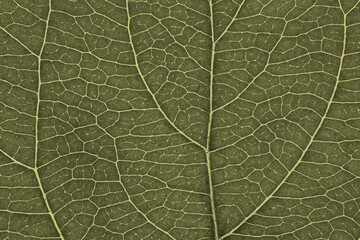 Leaf of fruit tree close up. Olive mosaic pattern of veins and plant cells. Abstract tinted background or wallpaper. Macro