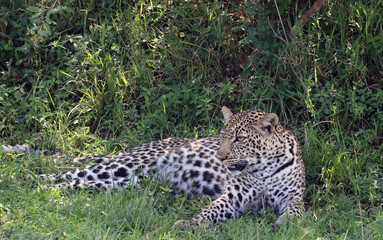 Fototapeta na wymiar Leopard in the shade of trees