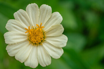 Macro photo of white wild flower on the park. the photos is perfect for pamphlet, nature poster, nature promotion and traveler.  