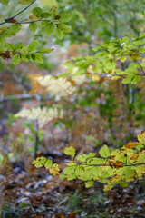 Promenade automnale en forêt 