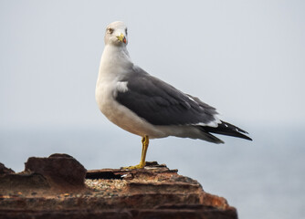 seagull on the rock