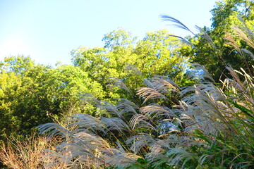 秋の快晴の青い空と山の頂上の薄の風景11