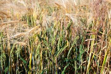 mixed agricultural field with different cereals
