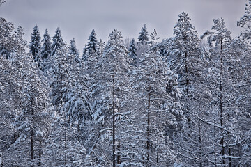 branches covered with frost background abstract winter december view