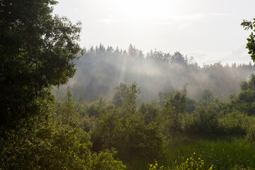 Fototapeta na wymiar foggy evening after rain in the forest