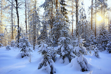 sunny view in winter forest, sun landscape nature